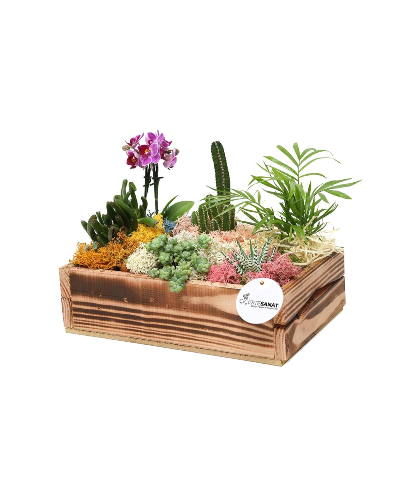 Garden - Sukulent - 1