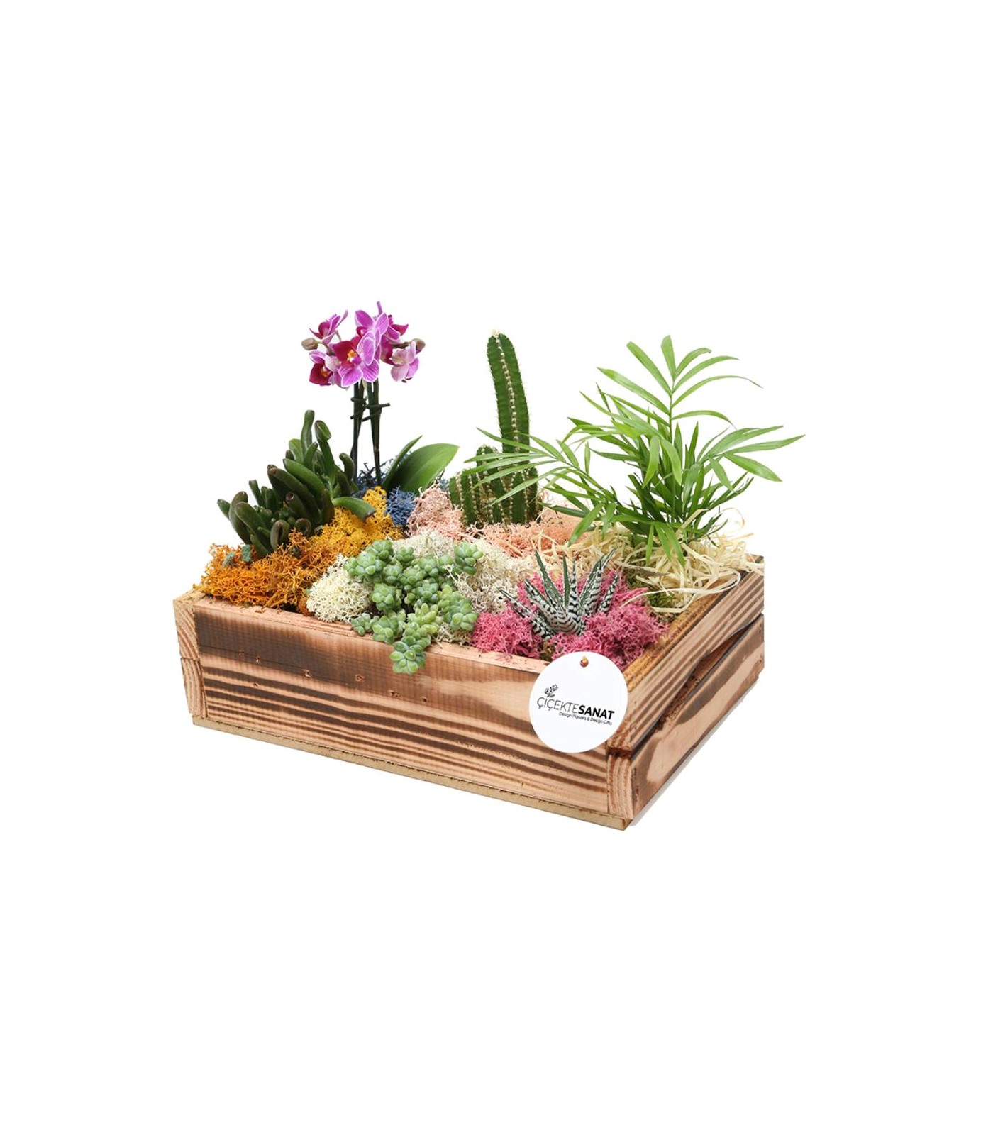 Garden - Sukulent - 2