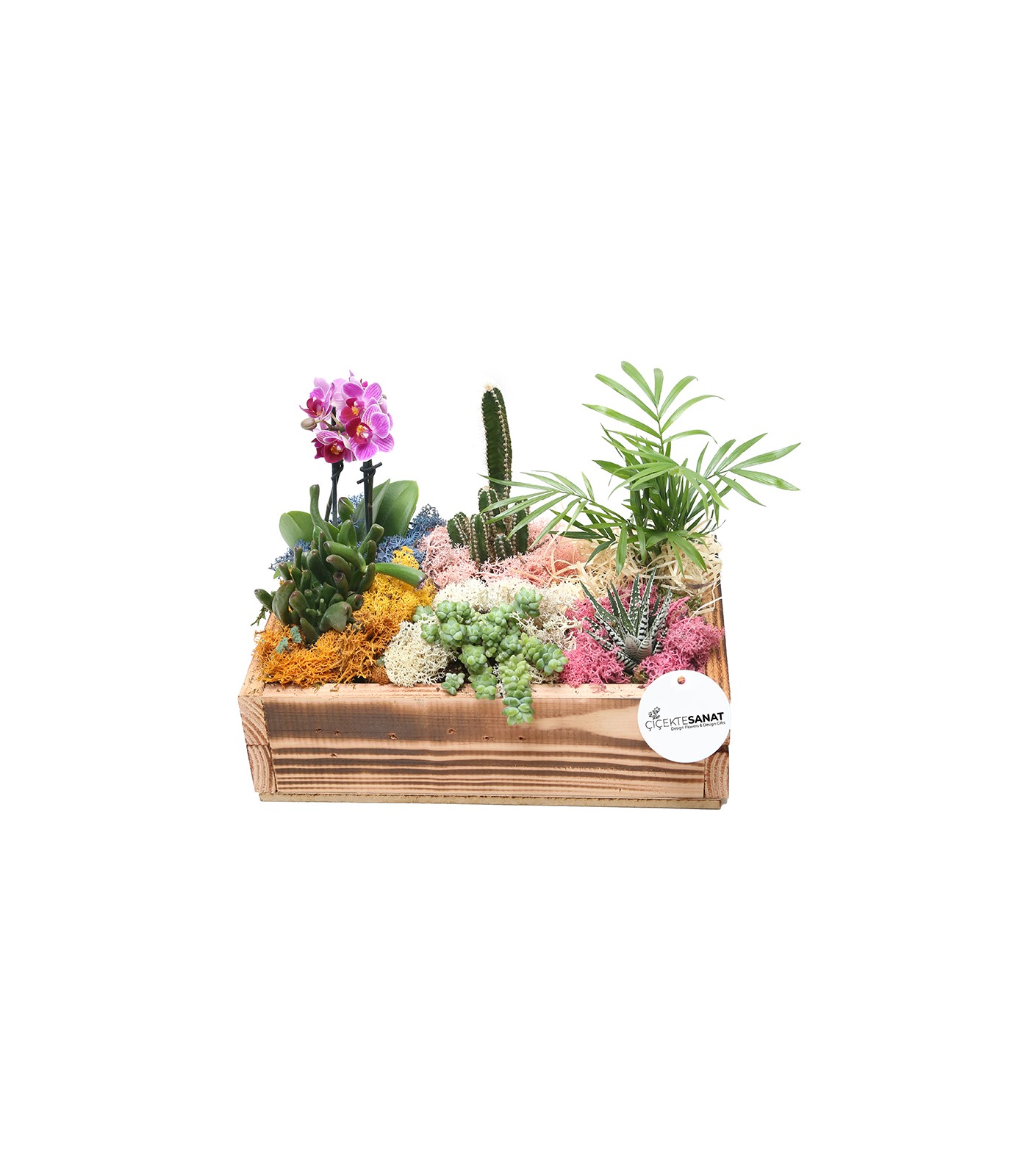 Garden - Sukulent - 3
