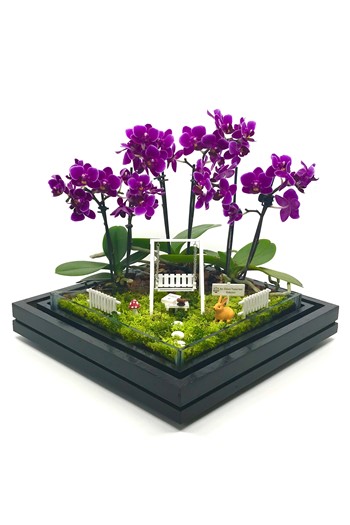 Avukatlar İçin Orkide, Avukatla Hediye Terarayum