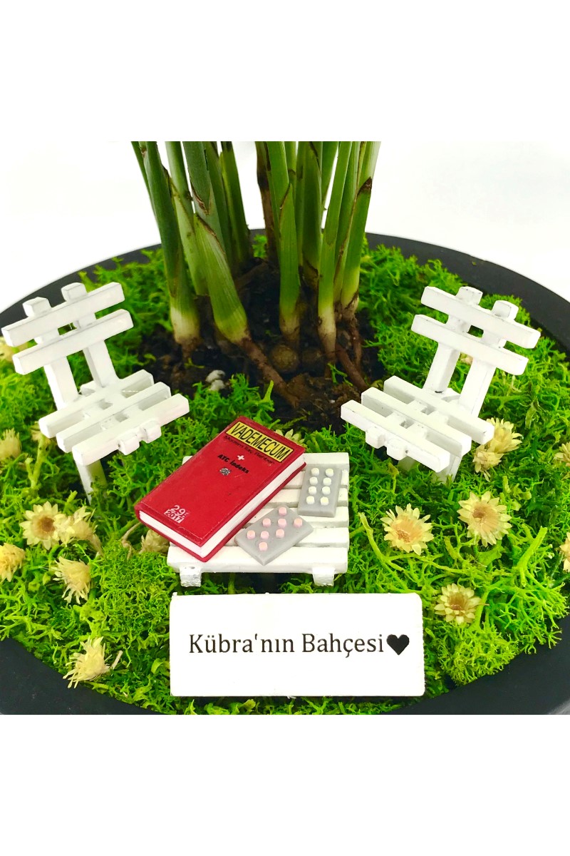 Kişiye Özel Doktora Teşekkür Hediyesi Chamaedorea - 3