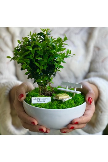 Öğretmenler için Bonsai, Öğretmene Hediye Teraryum