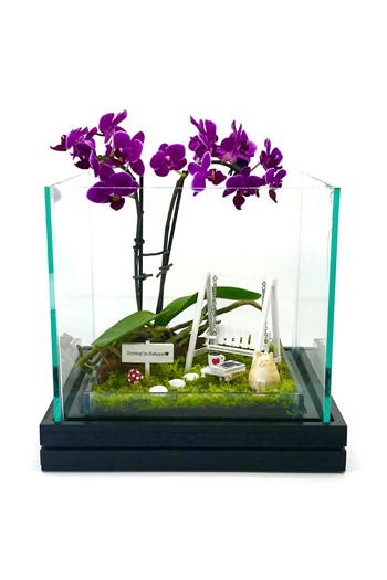 Kedili Hediye, Kedi Severe Teraryum