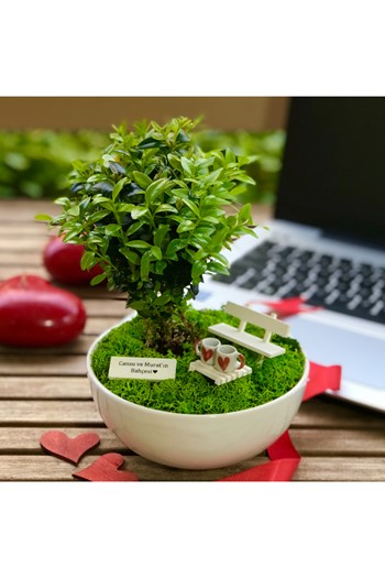 Sevgiliye Hediye Bonsai, Sevgililer için teraryum, Minyatür