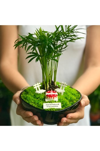 Doğum Günü Teraryum, Doğum Günü Minyatür Bahçe