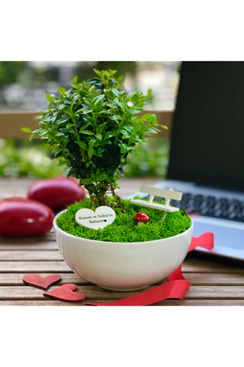Yıldönümü Hediyesi Bonsai, Yıldönümü Teraryum