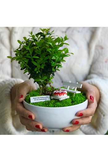 Doğum Günü Bonsai, Doğum Günü Teraryum