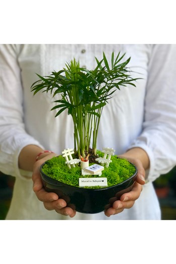 Eczacıya Hediye Teraryum, Eczacılar için Teraryum