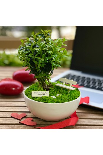 Doğum Günü Teraryum, Doğum Günü Bonsai