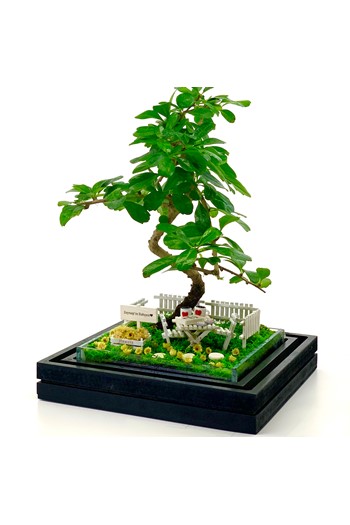 Diyetisyene Hediye Bonsai, Diyetisyene Hediye Teraryum