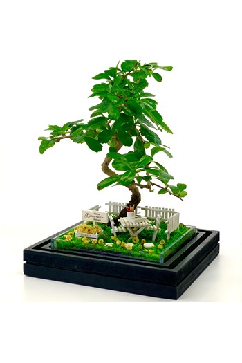 Mimara Hediye Bonsai, Mimarlar için Teraryum