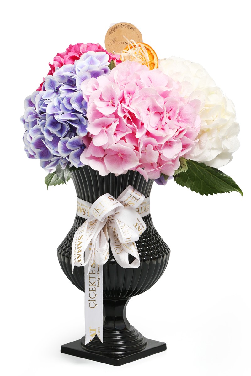 Four Colour Hydrangea - 1