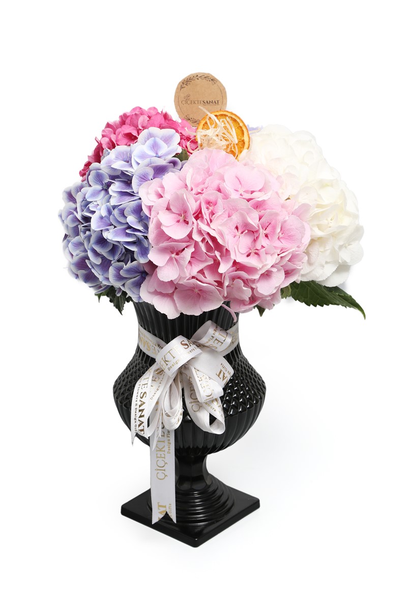 Four Colour Hydrangea - 2