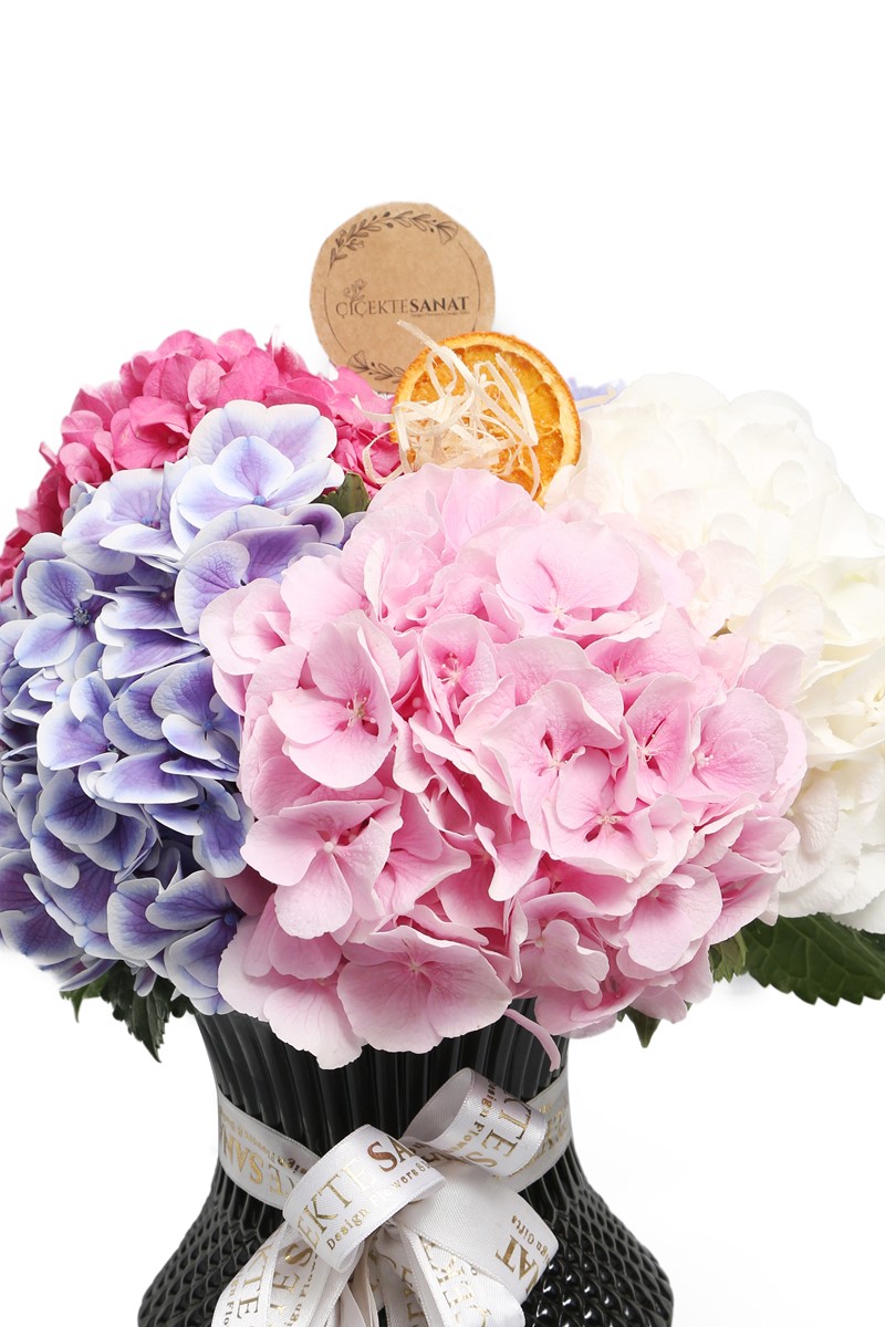 Four Colour Hydrangea - 3
