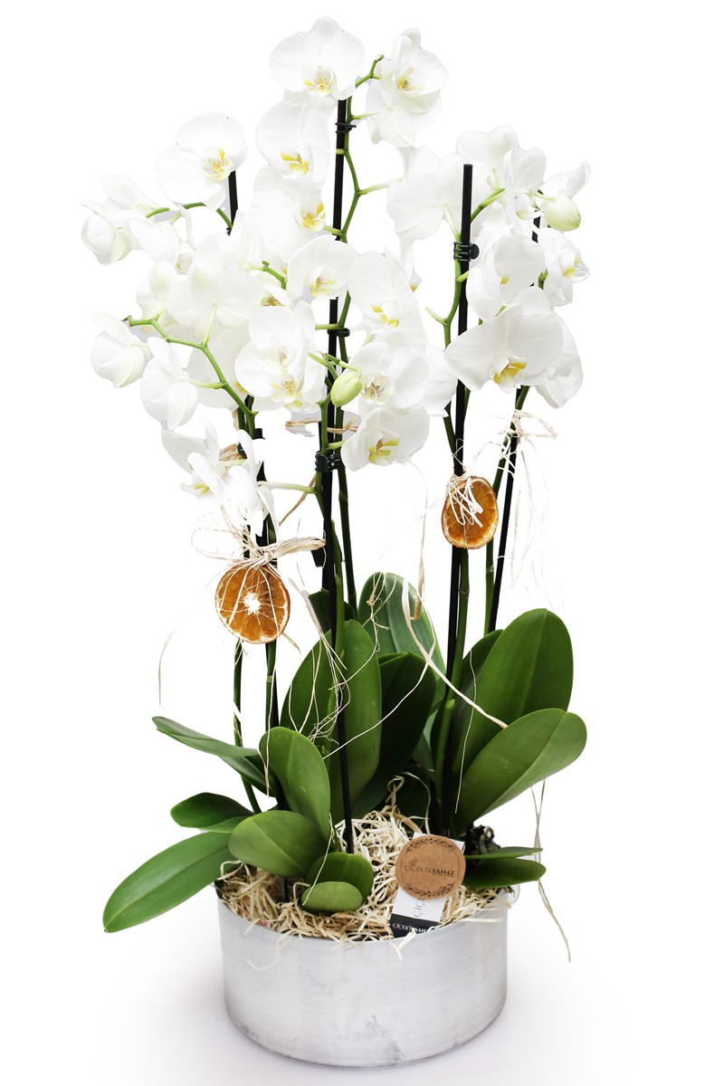 White Serial Premium Orkideler - 1