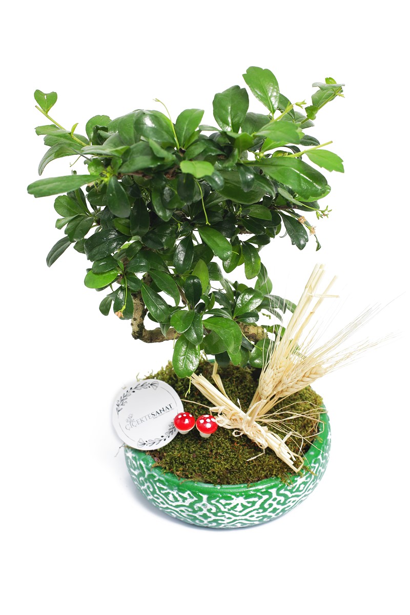 Zelkova Bonsai Ağacı - 2