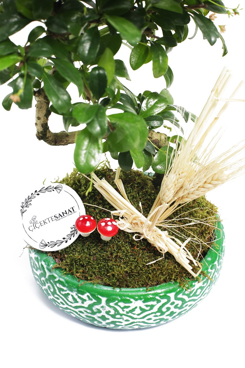 Zelkova Bonsai Ağacı - 3