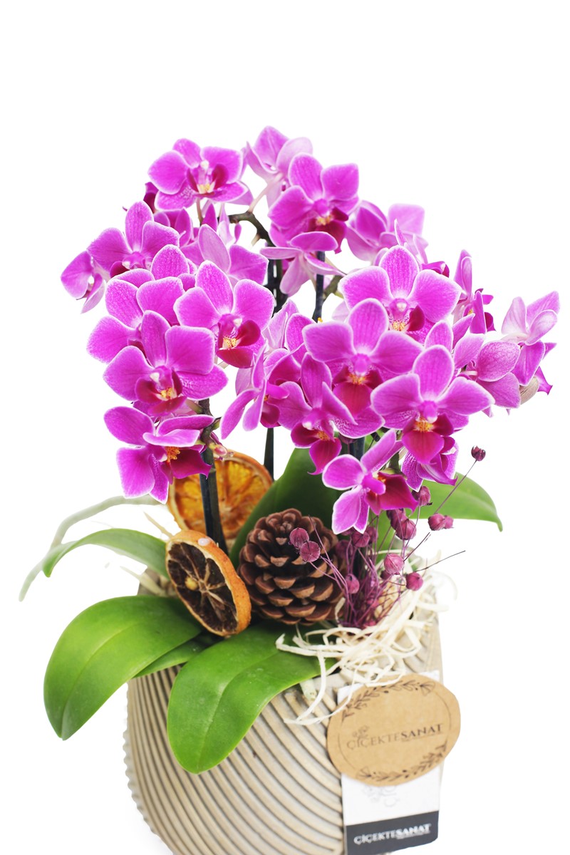 Turquoise Purple Love - 3