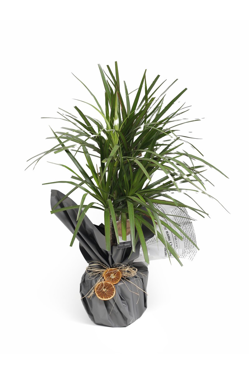 Dracaena Marginata ikili - 1