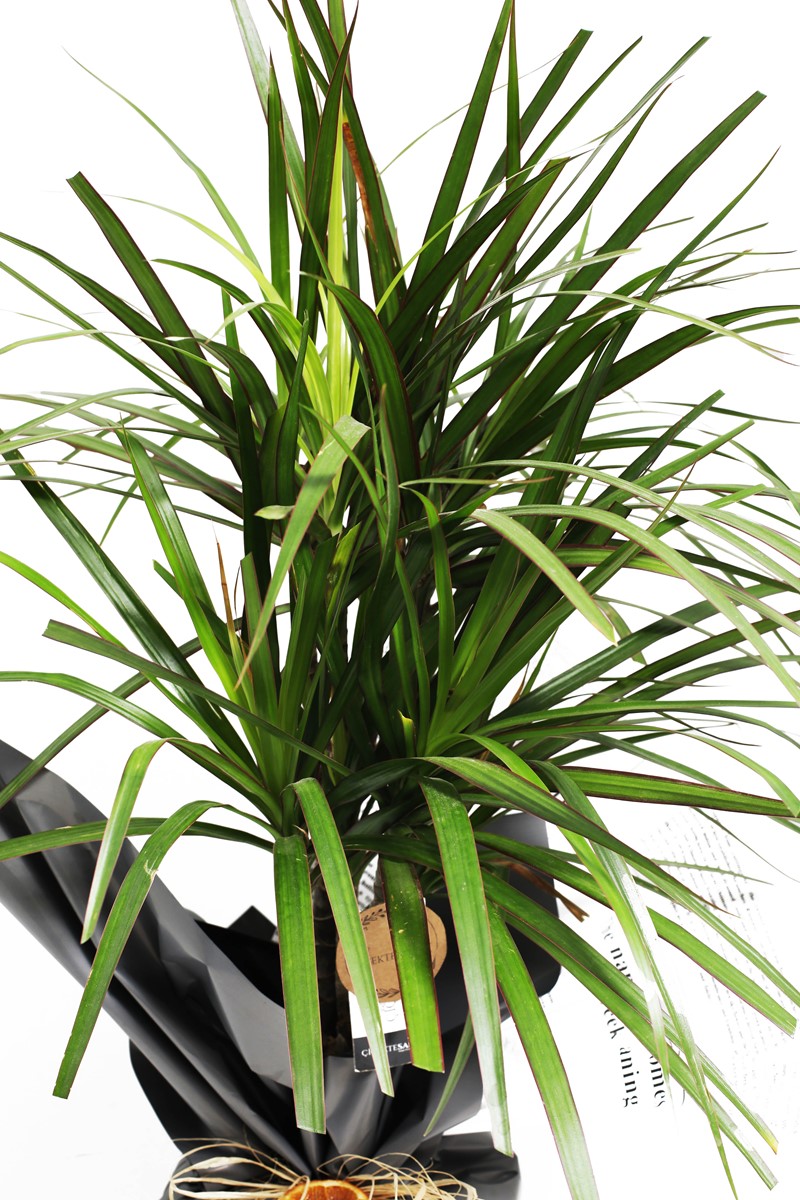 Dracaena Marginata ikili - 2