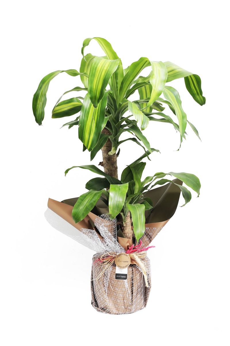 Dracena Massengena ikili - 1