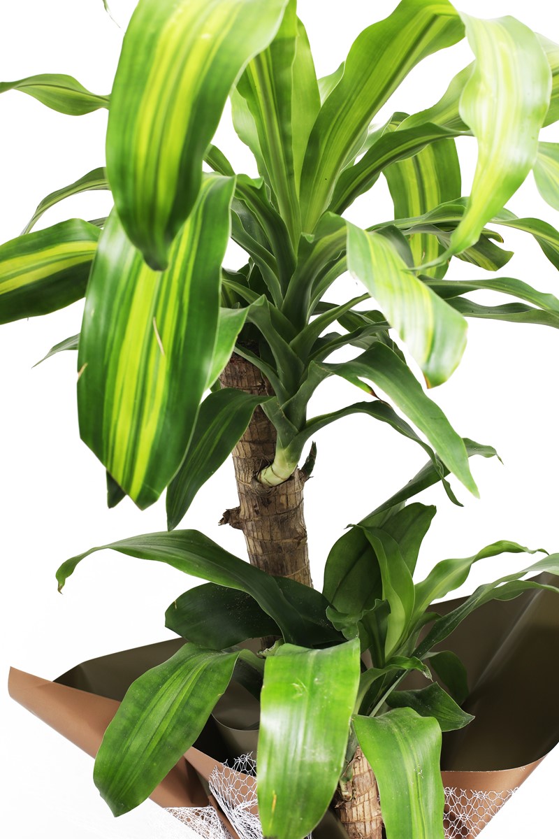 Dracena Massengena ikili - 2