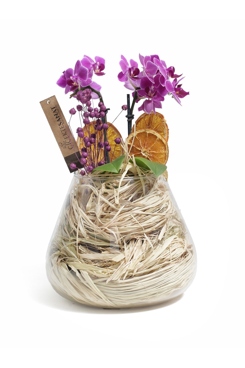 Naturel Mini Orkide