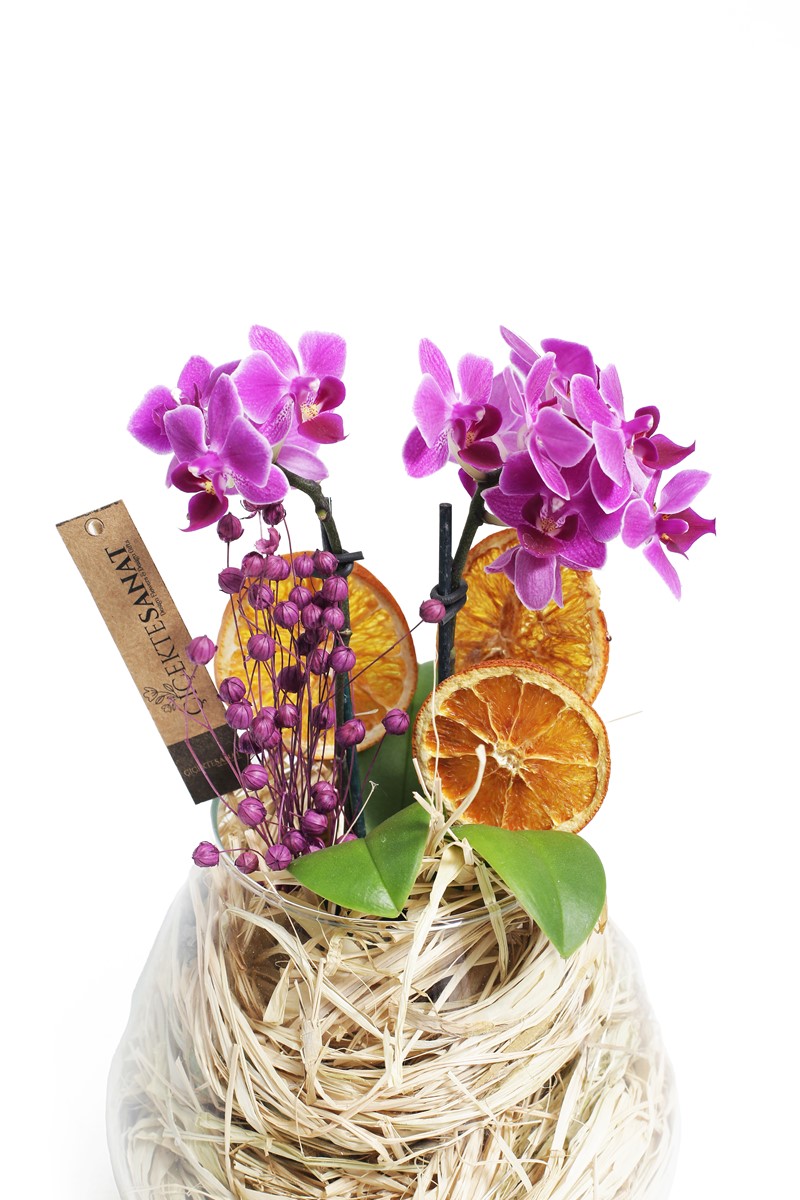 Naturel Mini Orkide