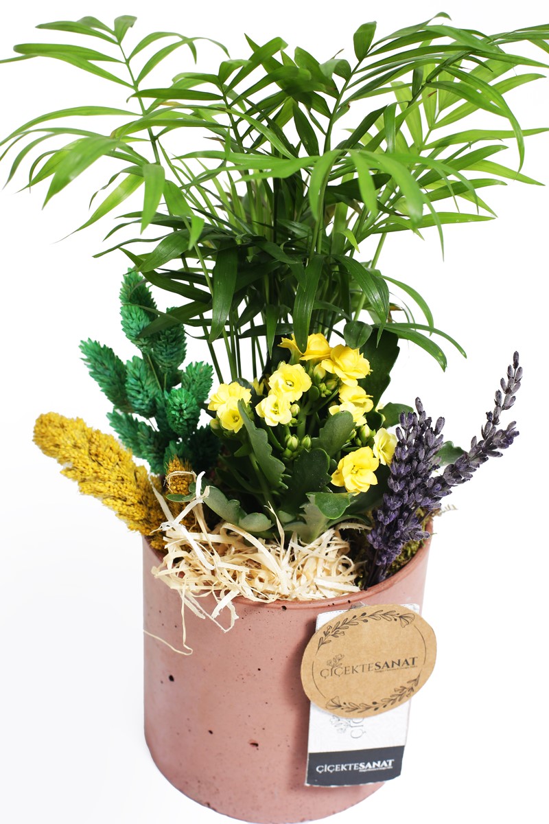 Sweet Terrarium