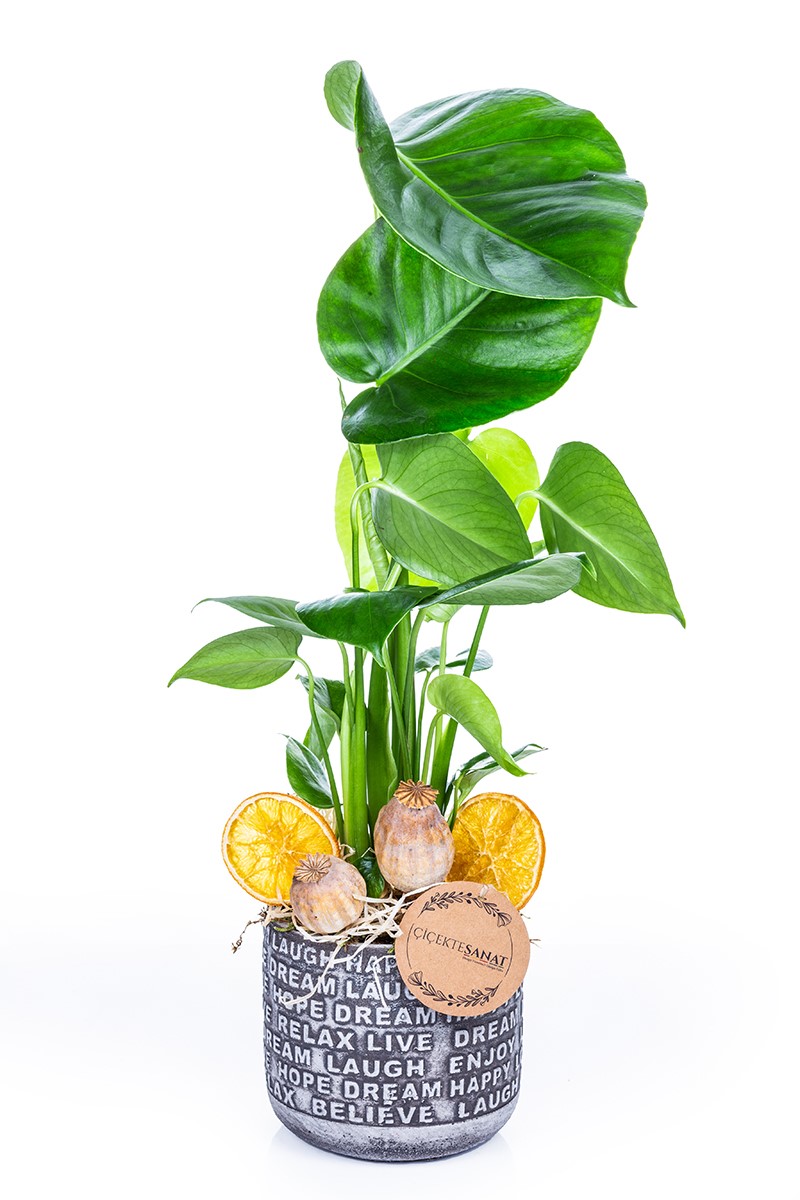 Monstera - Deve Tabanı - 1