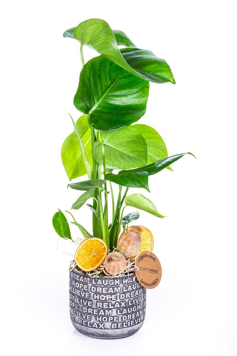 Monstera - Deve Tabanı - 2