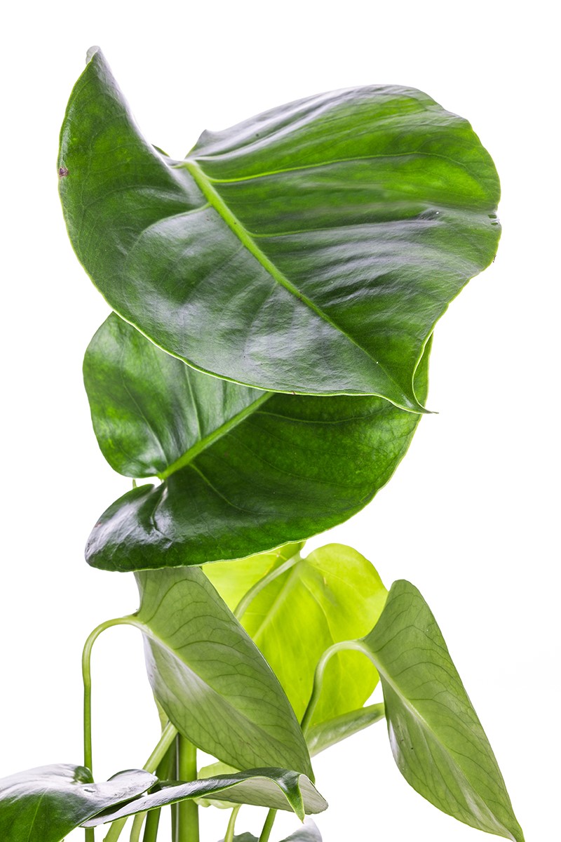 Monstera - Deve Tabanı - 3
