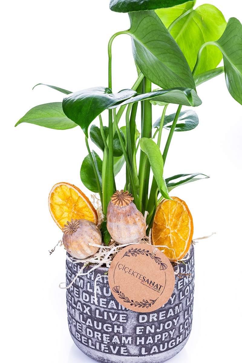 Monstera - Deve Tabanı - 4