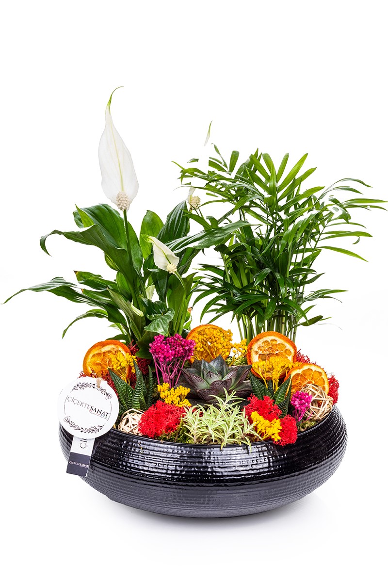 Black Palms Design Teraryum - 1