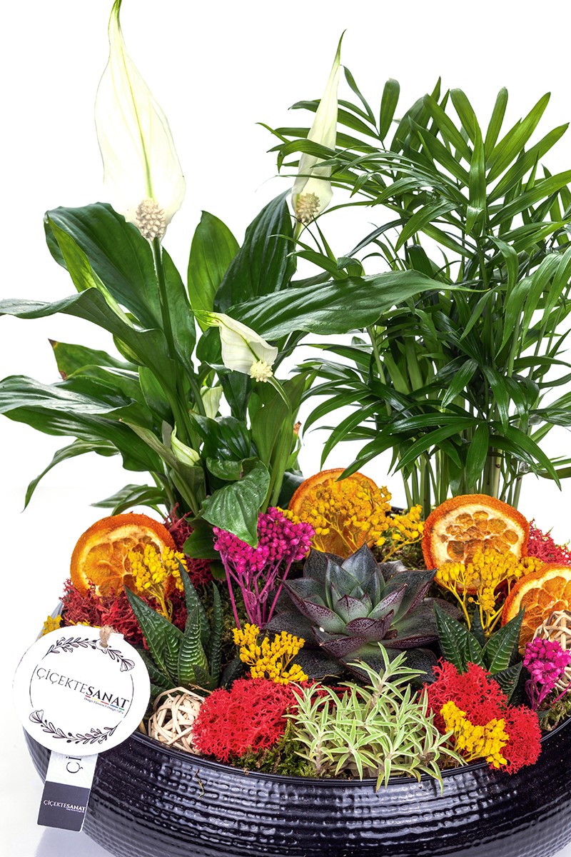 Black Palms Design Teraryum - 2