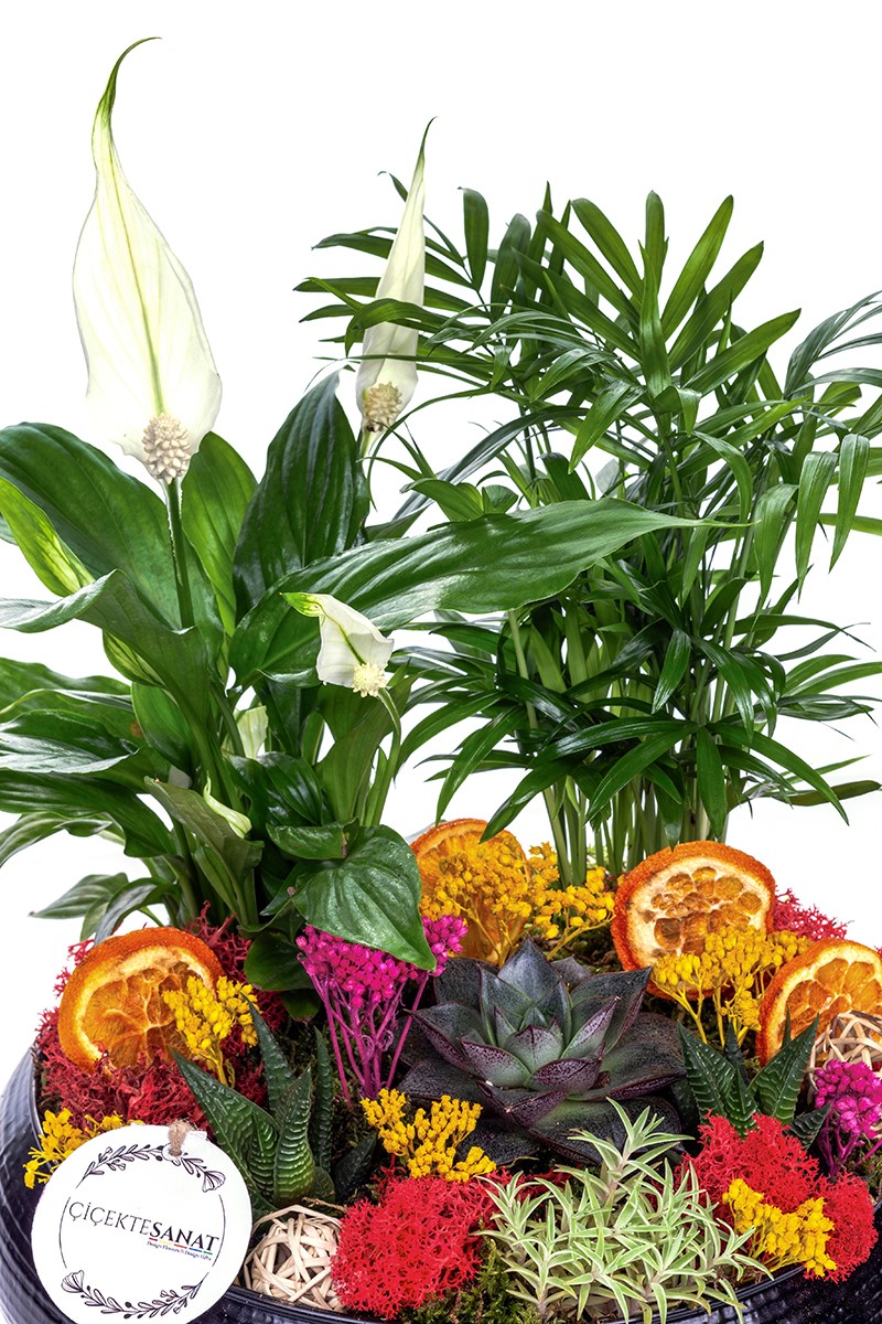 Black Palms Design Teraryum - 3