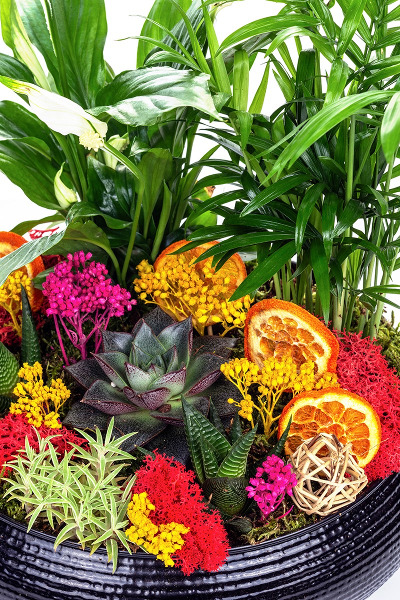 Black Palms Design Teraryum - 5
