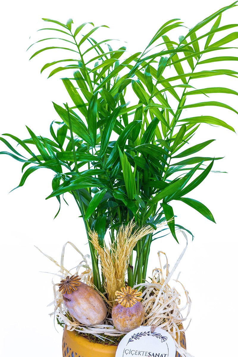 Chamaedorea Elegans - 2