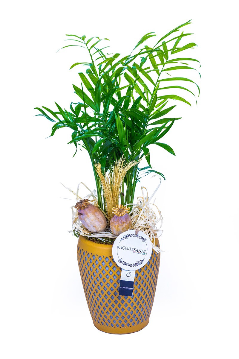 Chamaedorea Elegans - 1