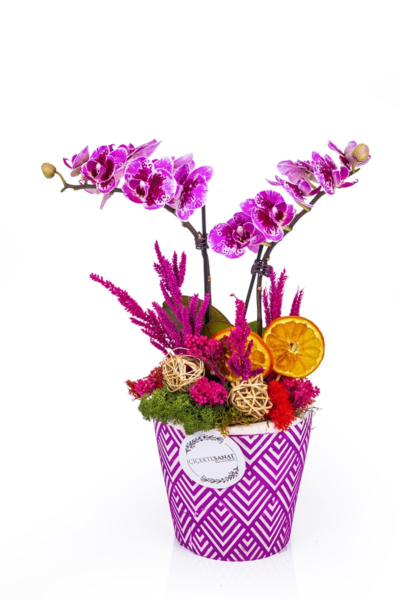 Dalmatian Orchid - 1