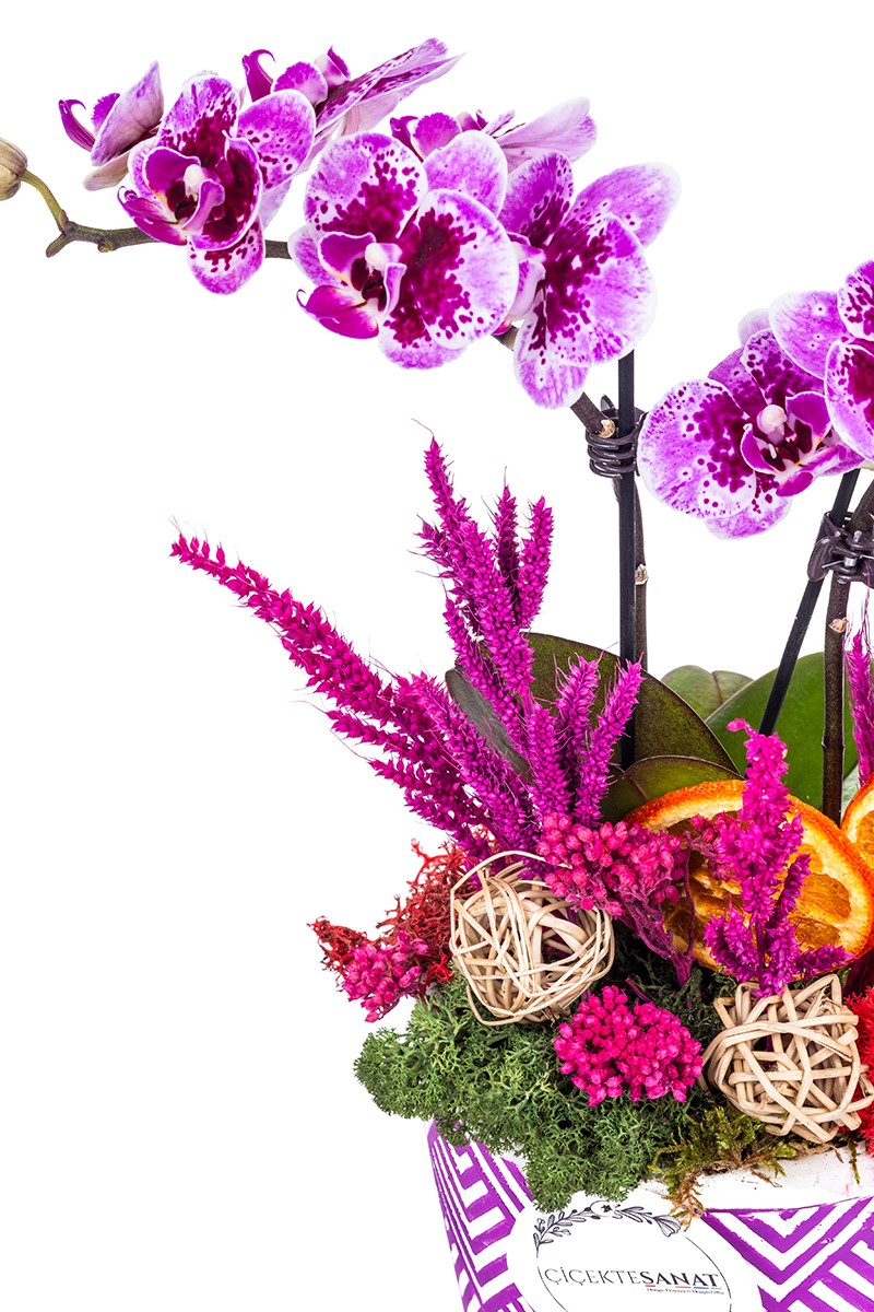 Dalmatian Orchid - 2