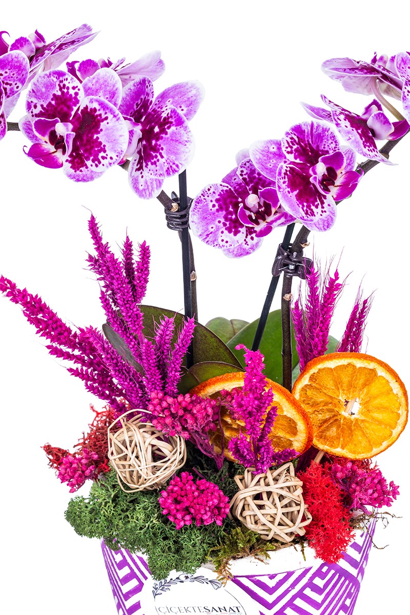 Dalmatian Orchid - 3