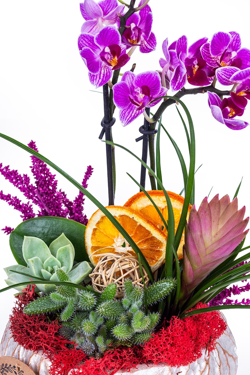 Purple Tiny Orchid Feast - 3