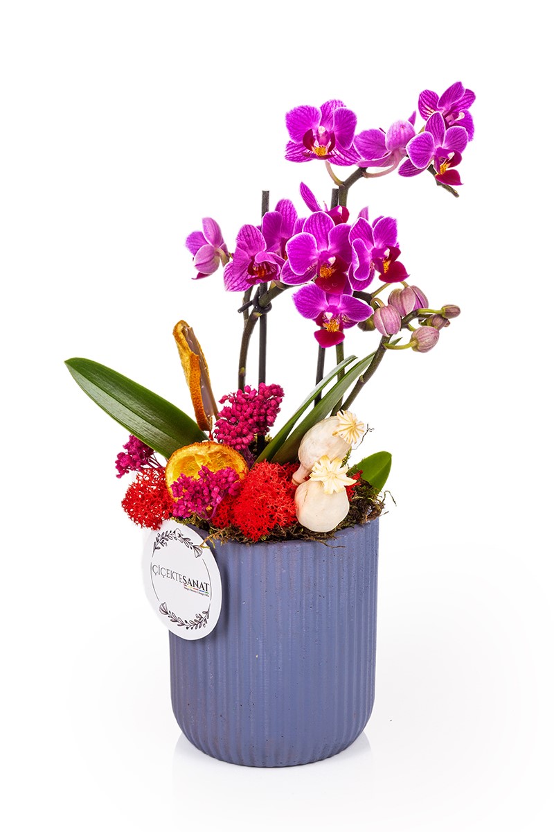 Tiny Orchid Garden - 1