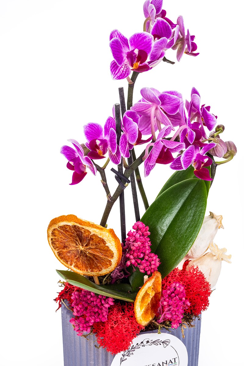 Tiny Orchid Garden - 4