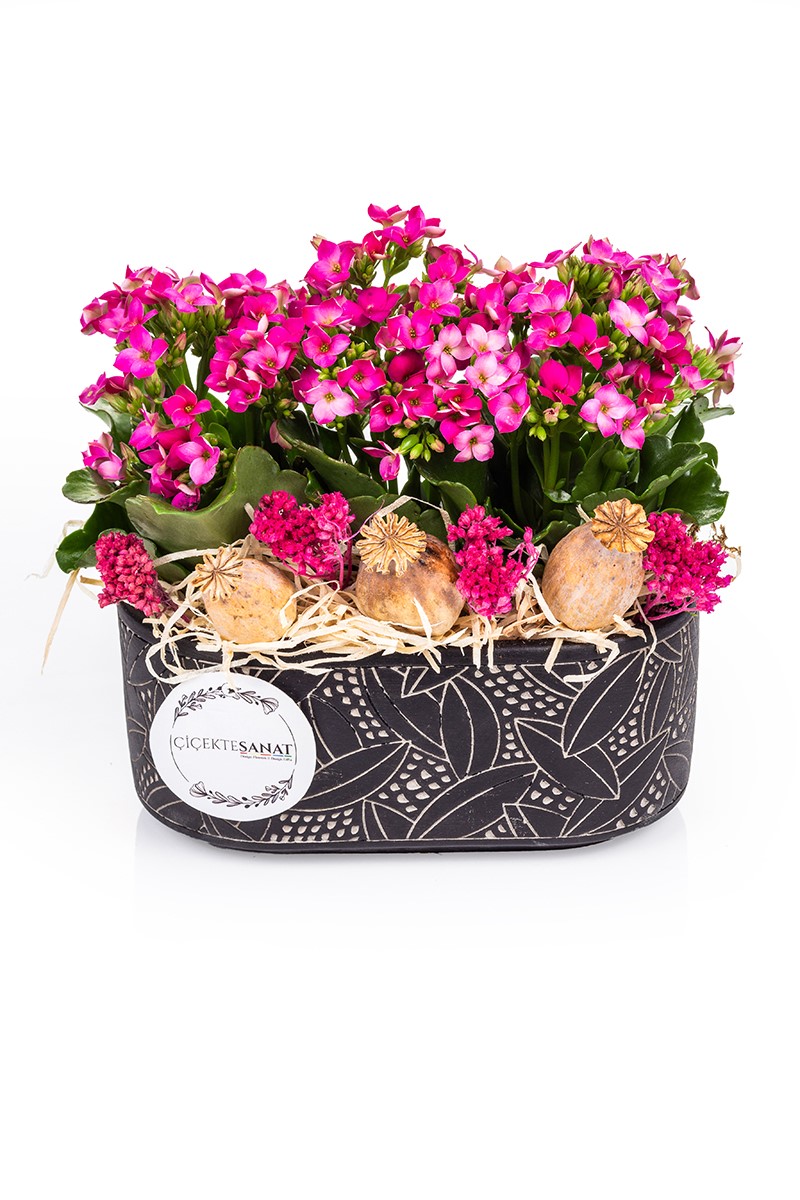 Tiny Kalanchoe Garden - 2