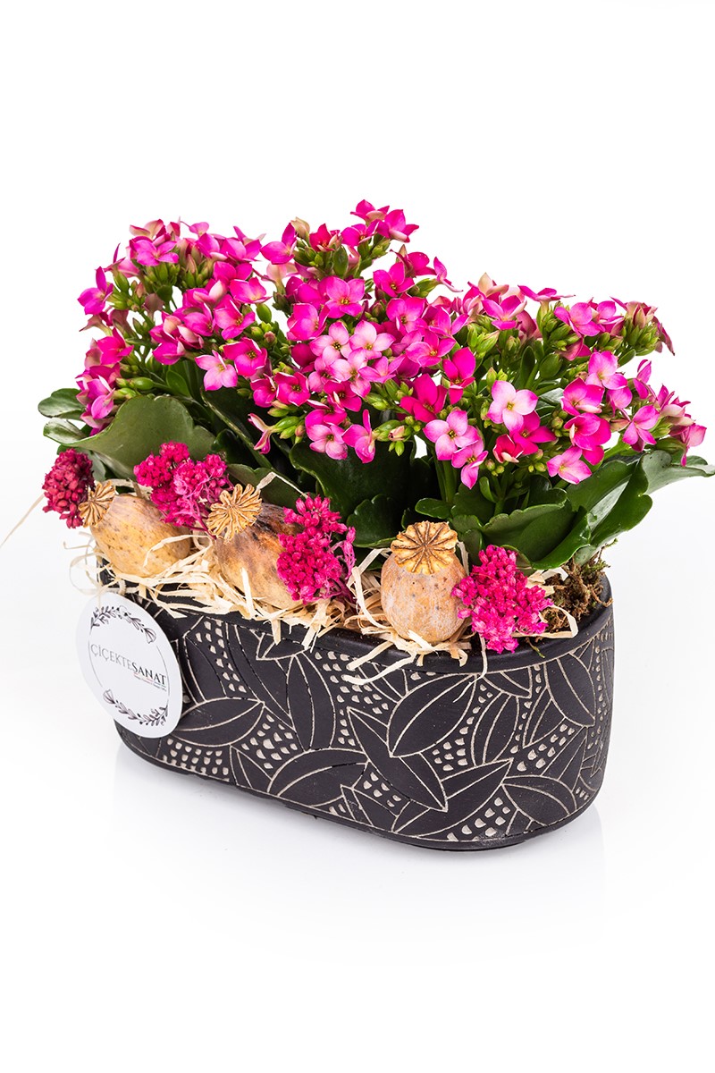 Tiny Kalanchoe Garden - 3