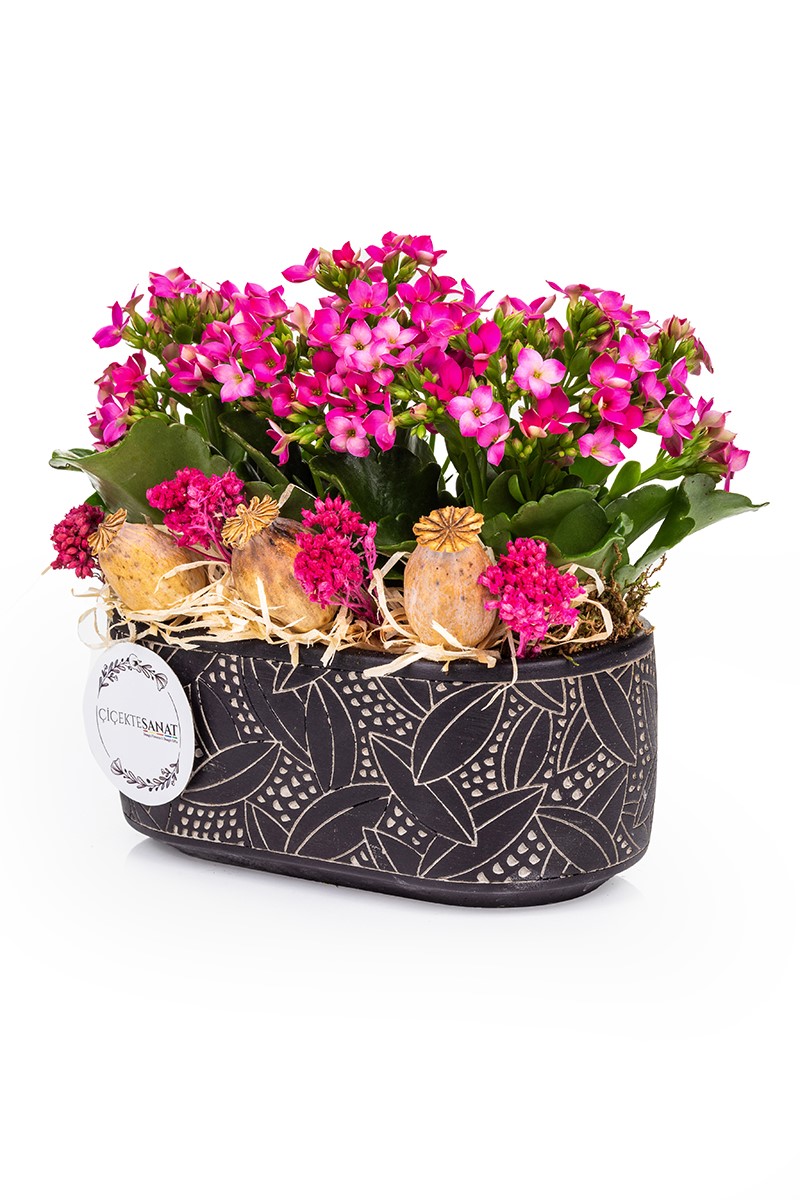 Tiny Kalanchoe Garden - 1
