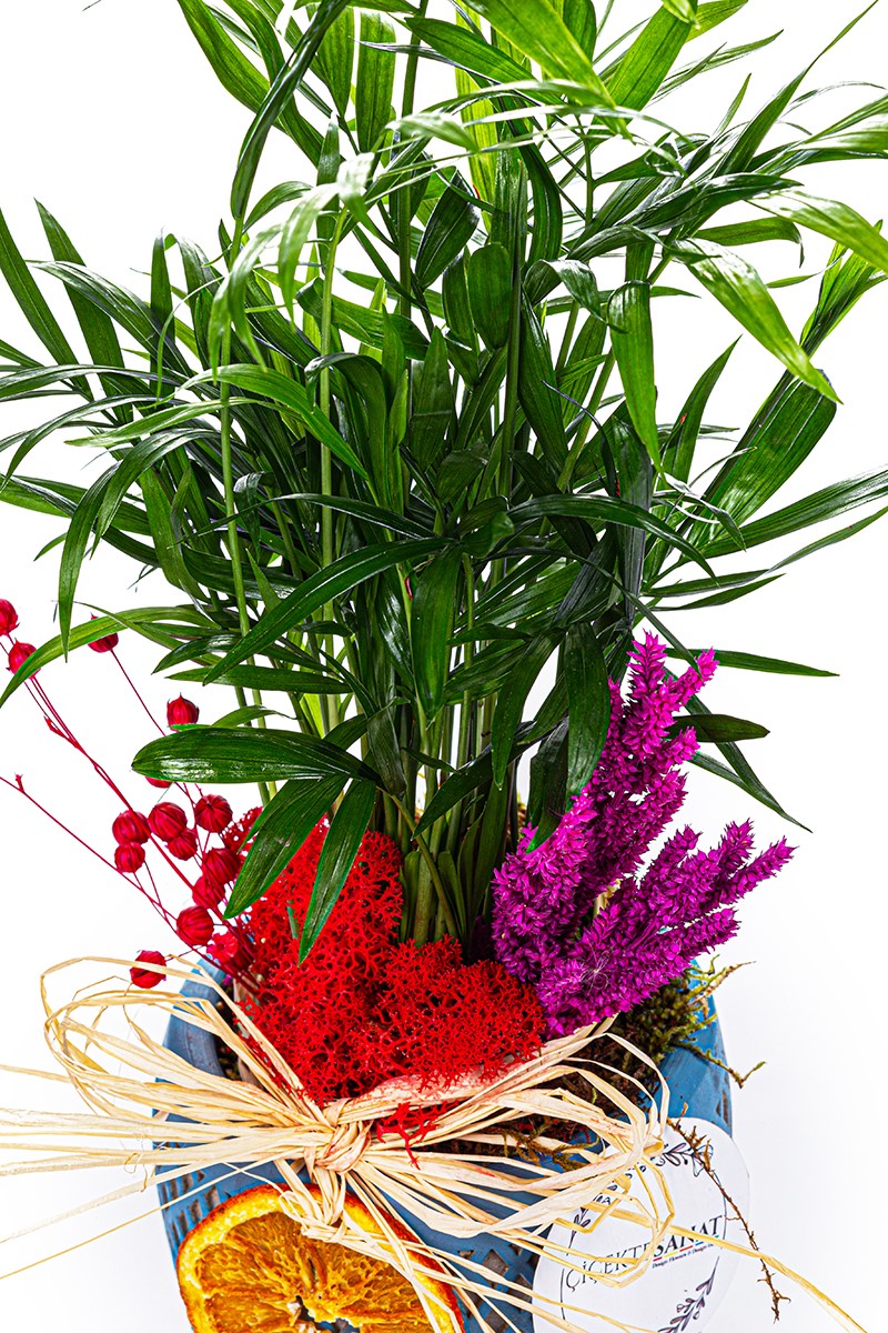 Chamaedorea Plant - 3