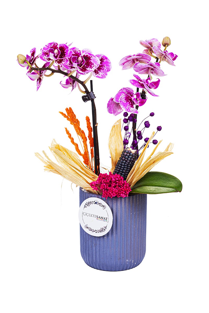 Orchid Spirit - 1